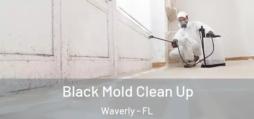 Black Mold Clean Up Waverly - FL