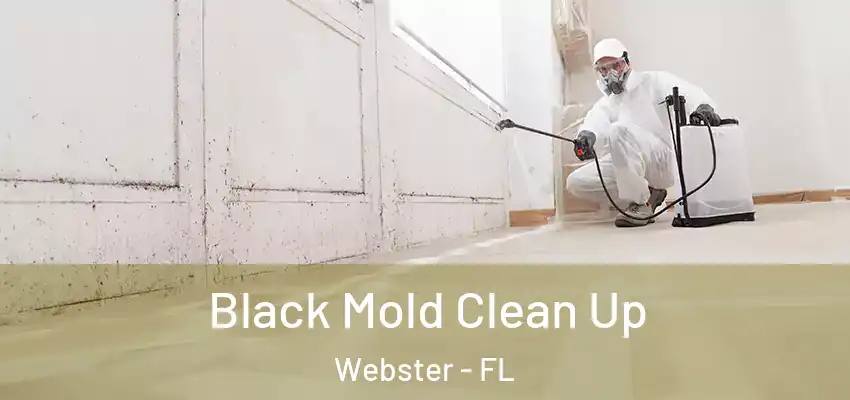 Black Mold Clean Up Webster - FL