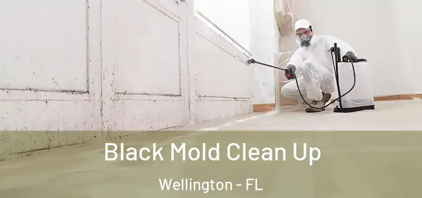  Black Mold Clean Up Wellington - FL