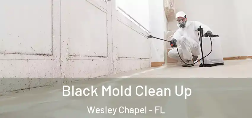  Black Mold Clean Up Wesley Chapel - FL