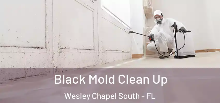  Black Mold Clean Up Wesley Chapel South - FL