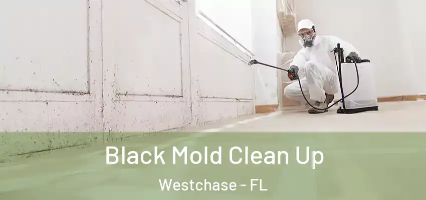 Black Mold Clean Up Westchase - FL
