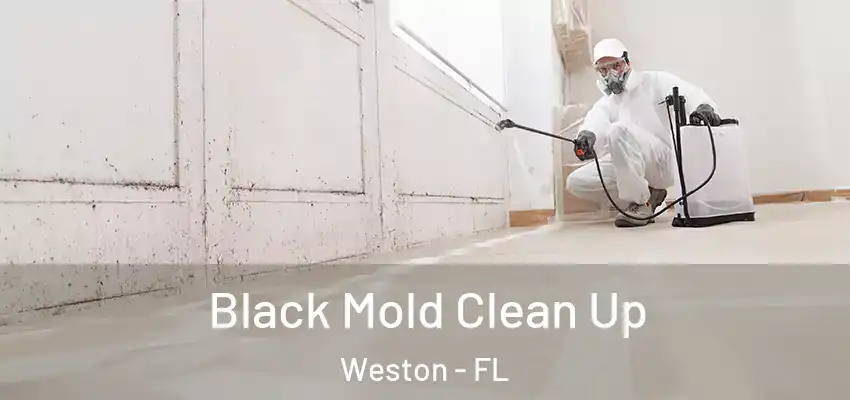  Black Mold Clean Up Weston - FL