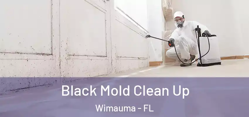 Black Mold Clean Up Wimauma - FL