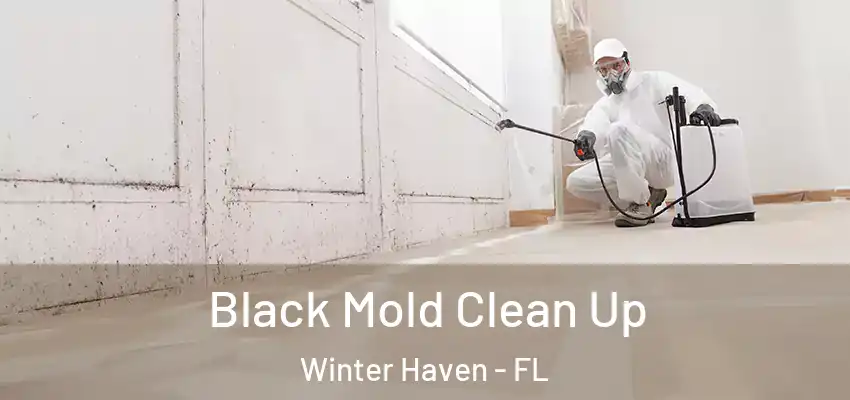 Black Mold Clean Up Winter Haven - FL