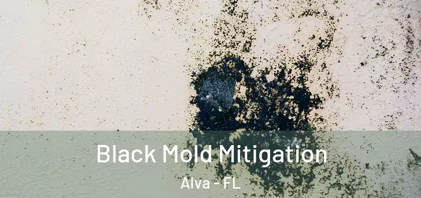  Black Mold Mitigation Alva - FL