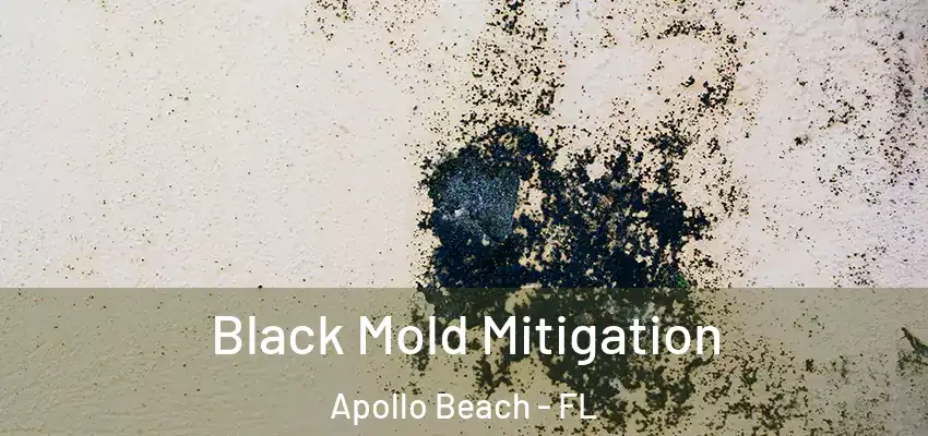  Black Mold Mitigation Apollo Beach - FL