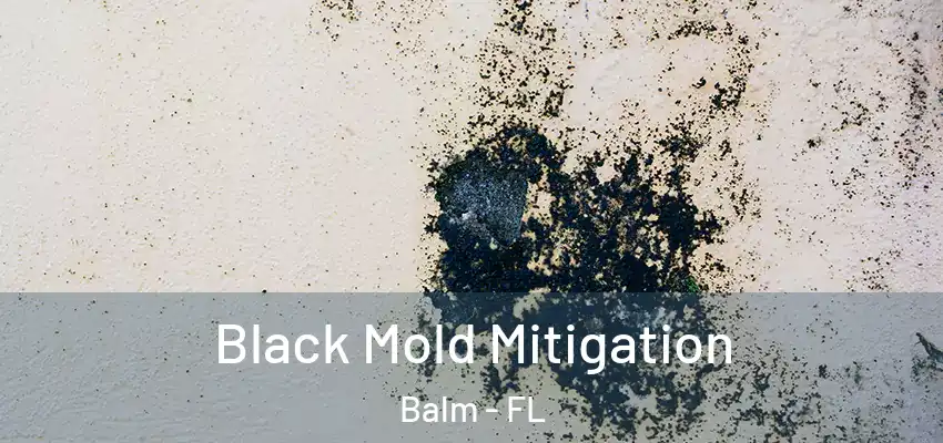  Black Mold Mitigation Balm - FL