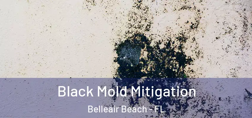  Black Mold Mitigation Belleair Beach - FL