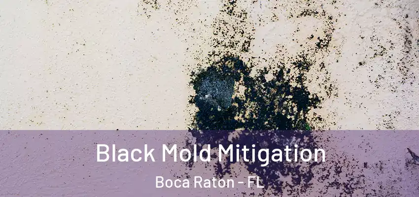 Black Mold Mitigation Boca Raton - FL