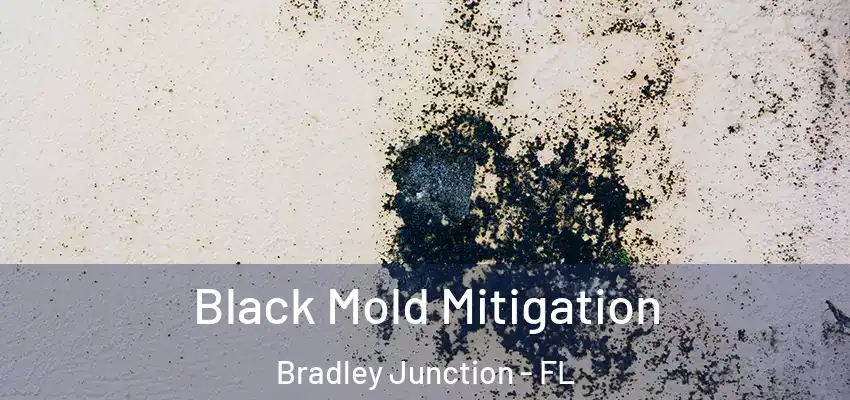 Black Mold Mitigation Bradley Junction - FL