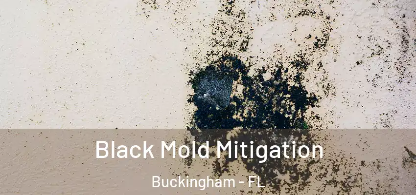  Black Mold Mitigation Buckingham - FL