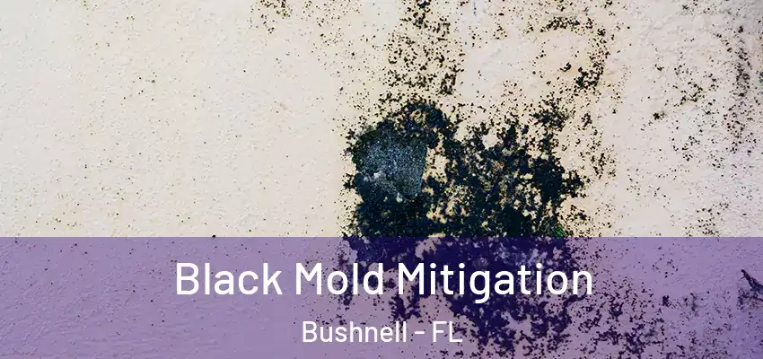  Black Mold Mitigation Bushnell - FL
