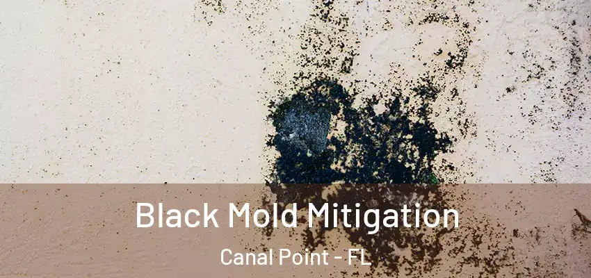 Black Mold Mitigation Canal Point - FL