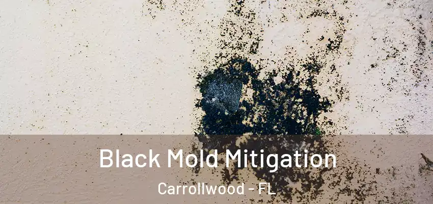  Black Mold Mitigation Carrollwood - FL