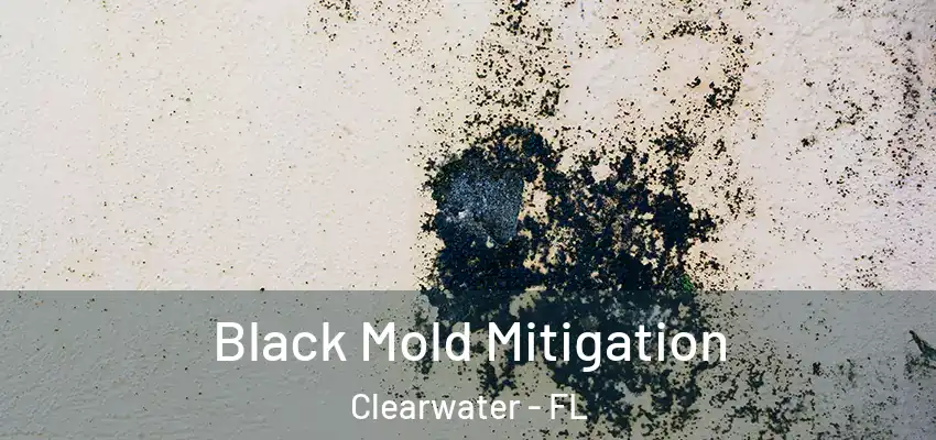  Black Mold Mitigation Clearwater - FL