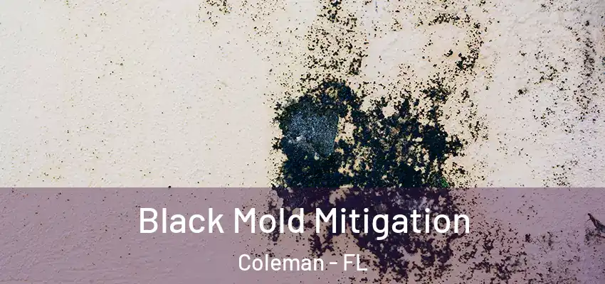  Black Mold Mitigation Coleman - FL