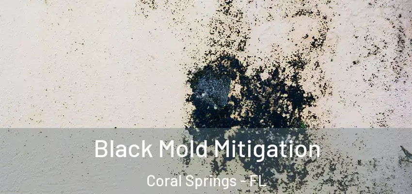  Black Mold Mitigation Coral Springs - FL