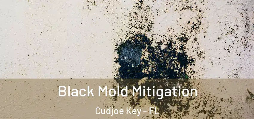 Black Mold Mitigation Cudjoe Key - FL