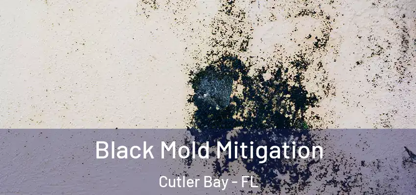 Black Mold Mitigation Cutler Bay - FL