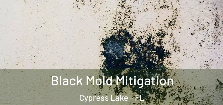  Black Mold Mitigation Cypress Lake - FL