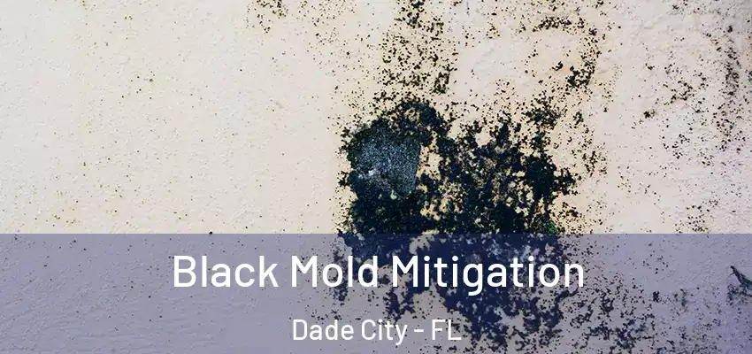  Black Mold Mitigation Dade City - FL