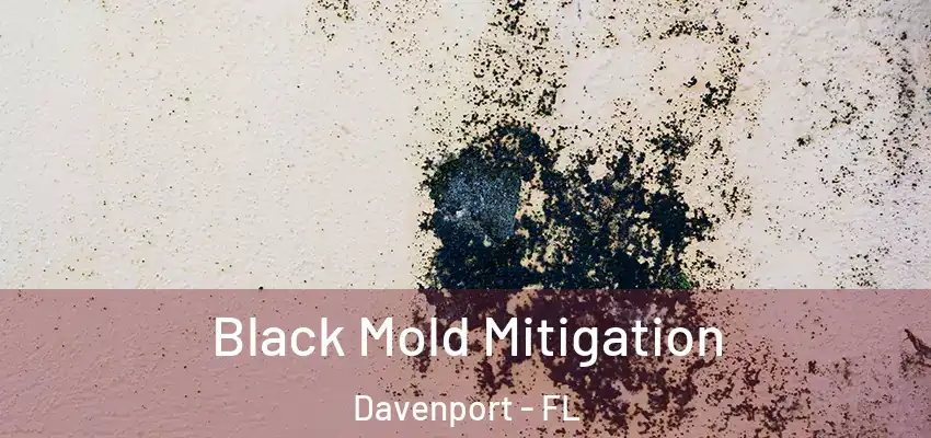 Black Mold Mitigation Davenport - FL