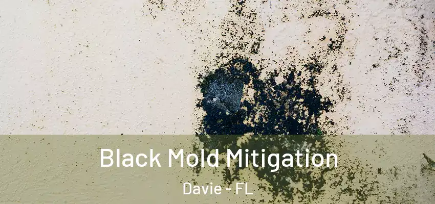  Black Mold Mitigation Davie - FL