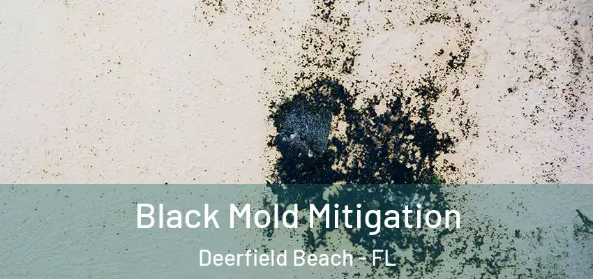 Black Mold Mitigation Deerfield Beach - FL