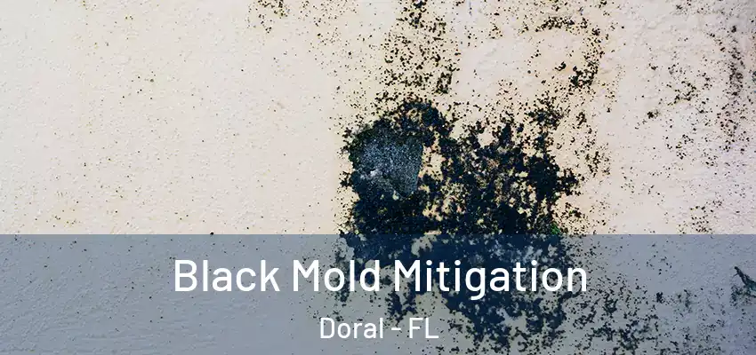  Black Mold Mitigation Doral - FL