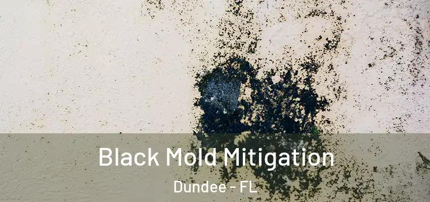Black Mold Mitigation Dundee - FL