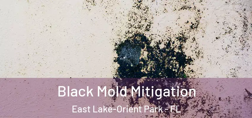  Black Mold Mitigation East Lake-Orient Park - FL