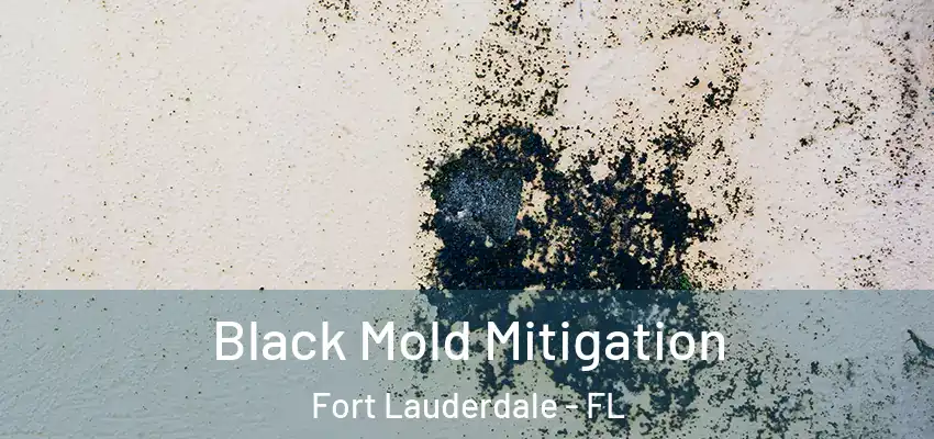  Black Mold Mitigation Fort Lauderdale - FL