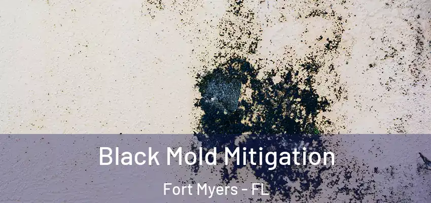 Black Mold Mitigation Fort Myers - FL