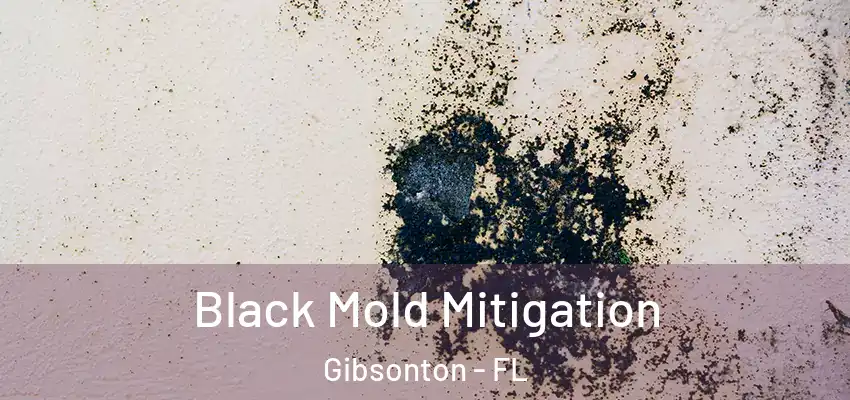Black Mold Mitigation Gibsonton - FL