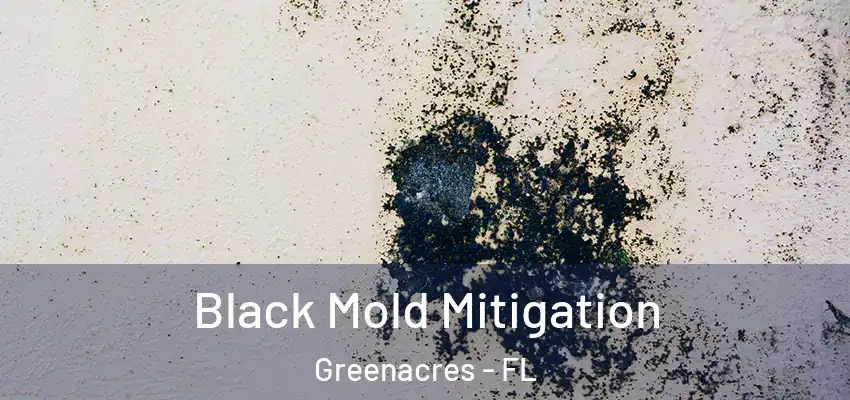 Black Mold Mitigation Greenacres - FL