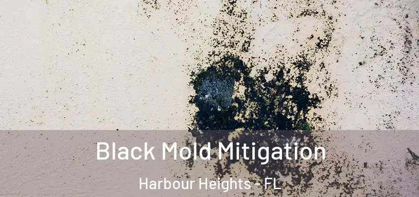 Black Mold Mitigation Harbour Heights - FL