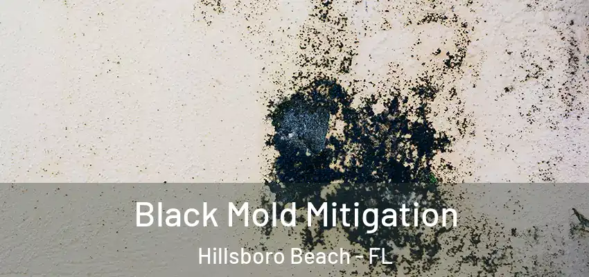  Black Mold Mitigation Hillsboro Beach - FL
