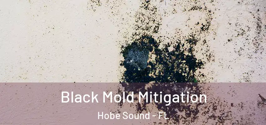 Black Mold Mitigation Hobe Sound - FL