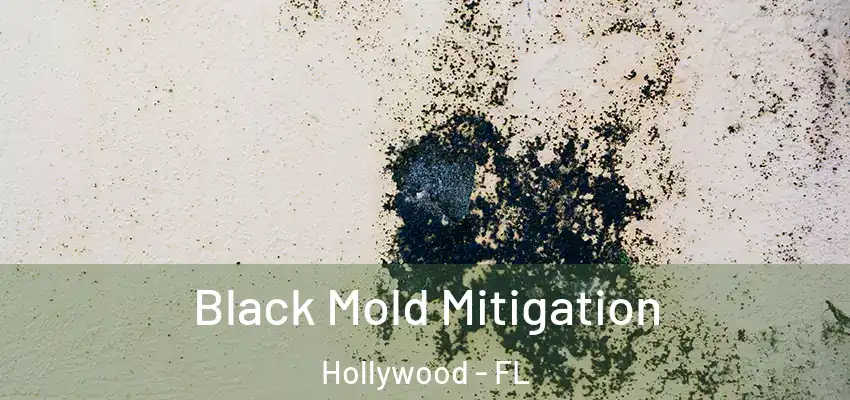 Black Mold Mitigation Hollywood - FL