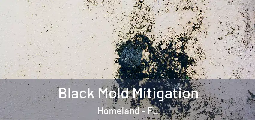 Black Mold Mitigation Homeland - FL