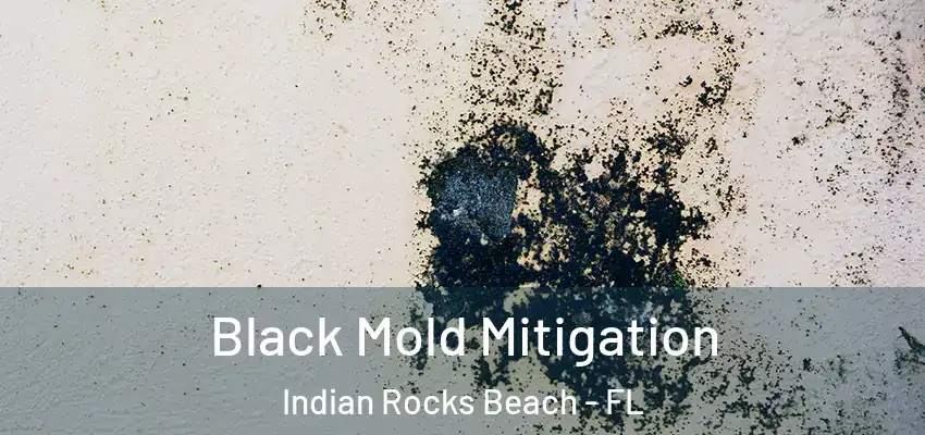 Black Mold Mitigation Indian Rocks Beach - FL