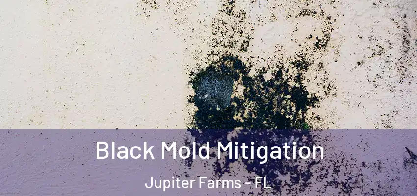  Black Mold Mitigation Jupiter Farms - FL