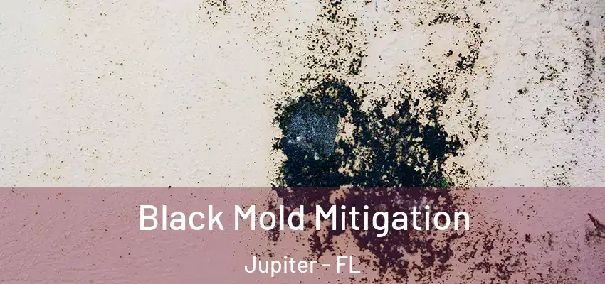 Black Mold Mitigation Jupiter - FL