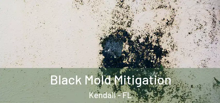 Black Mold Mitigation Kendall - FL