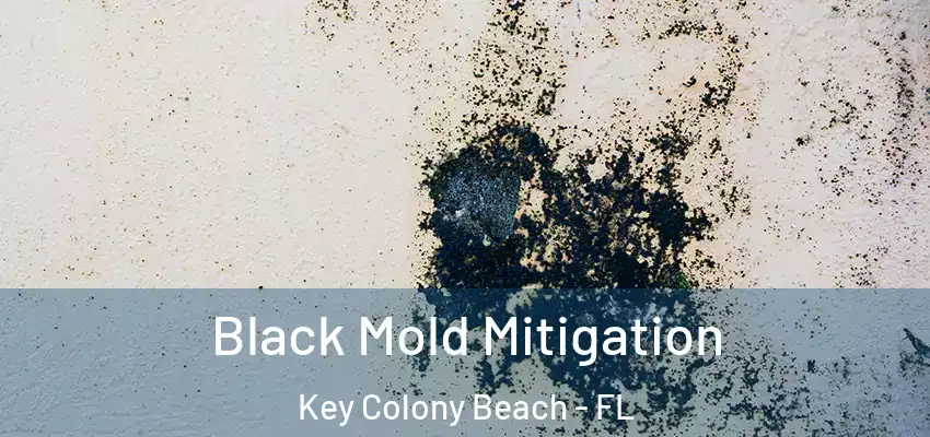 Black Mold Mitigation Key Colony Beach - FL