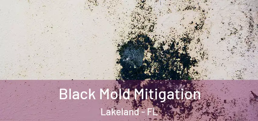 Black Mold Mitigation Lakeland - FL