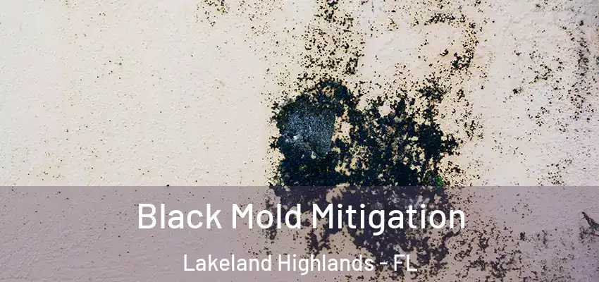 Black Mold Mitigation Lakeland Highlands - FL