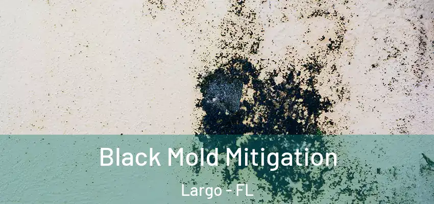 Black Mold Mitigation Largo - FL