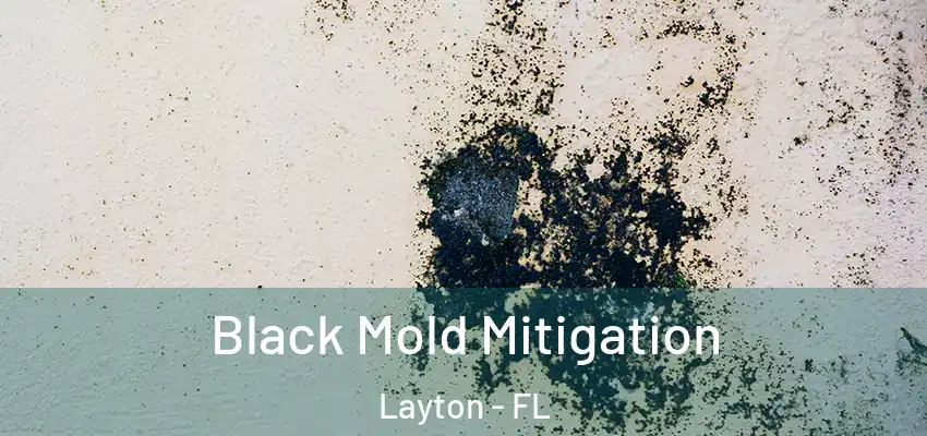 Black Mold Mitigation Layton - FL